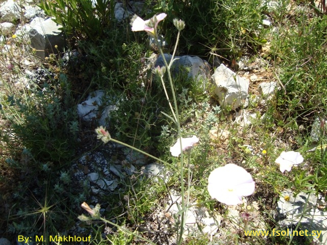 Convolvulus  cantabricus L.